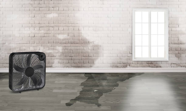 Best Water damage restoration mold remediation  in Groveport, OH